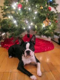 dog christmas tree