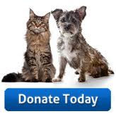 Donate Cat dog button