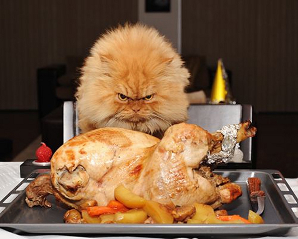 thanksgiving-cat-is-not-happy