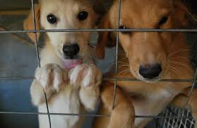 2dogs