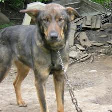 dog chained