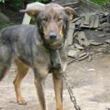 dog chained