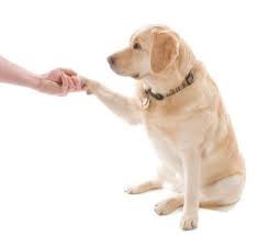 dogpawf
