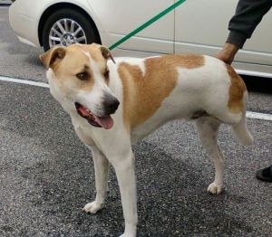 JD GPA RESCUE