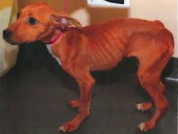skinnydogdonate