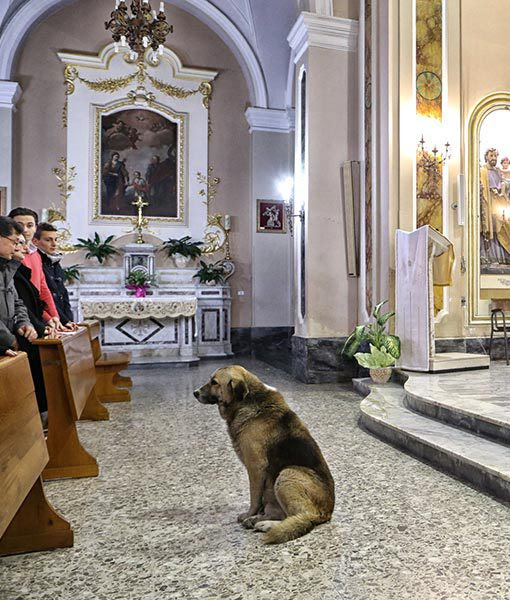 Dog & Love in a&nbsp;Church