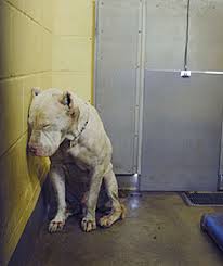 GPACharities.us