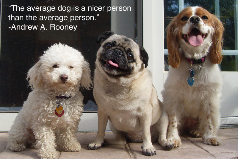 Funny Dog Quotes
