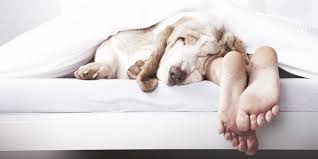 Green Pets America Communities, Pet depression and worry