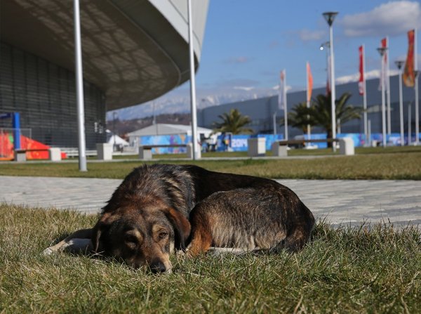 la-ol-sochi-olympics-kill-stray-dogs--20140206-001