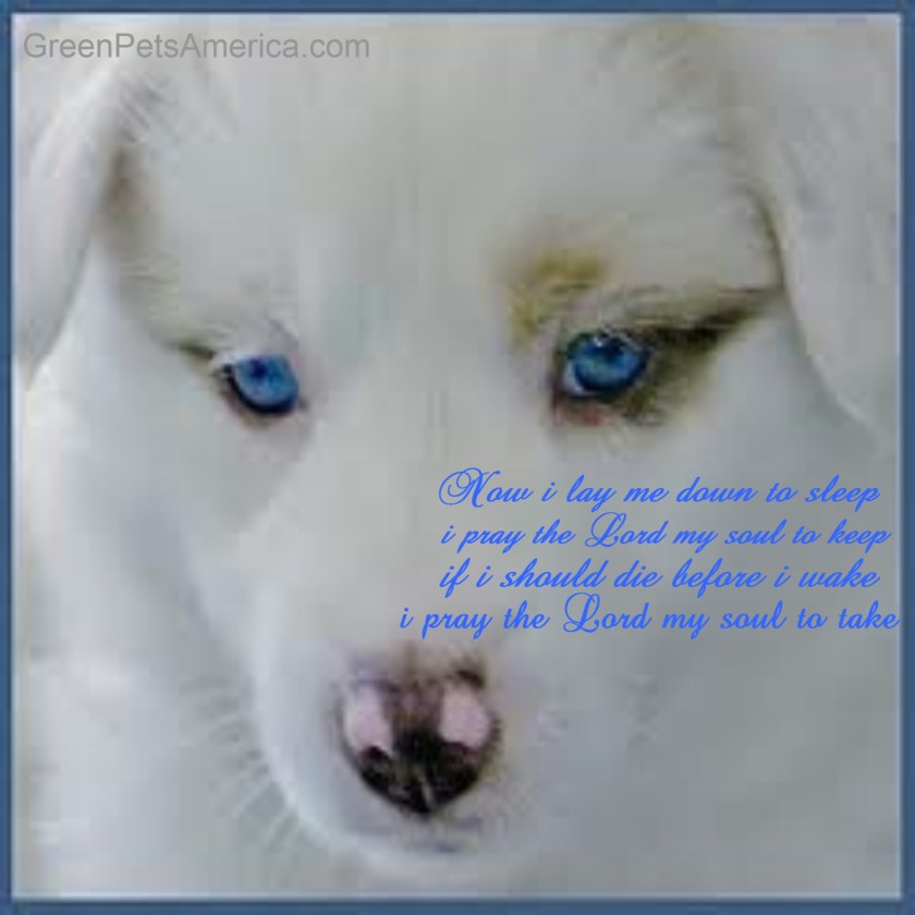 whitedogprayer 400dpi