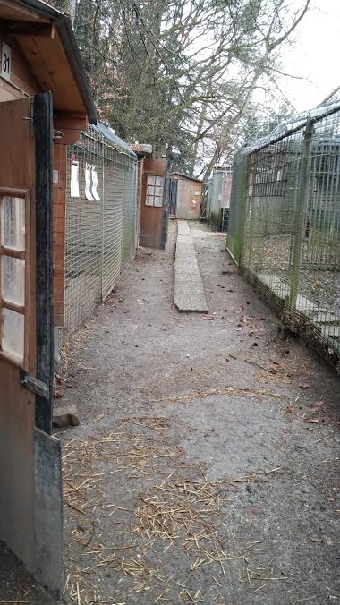animal shelter Germany