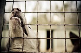 dog cages gpacharities.ush