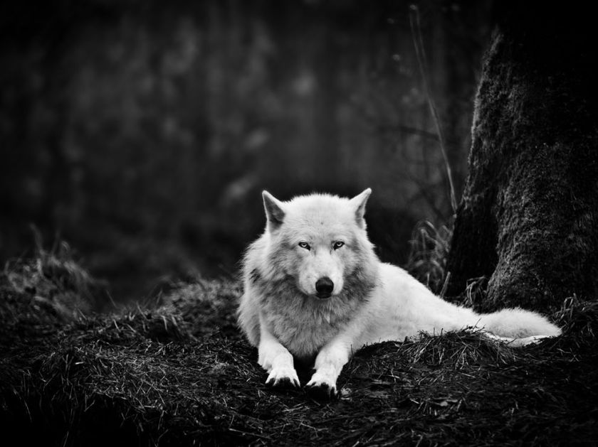 wolf