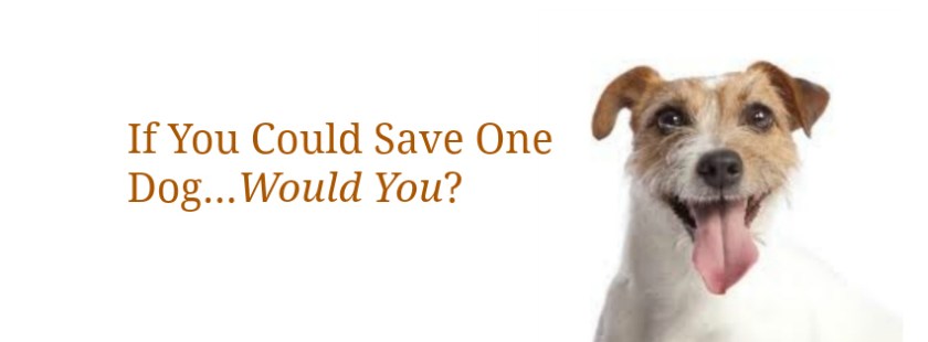 if you could save one dog