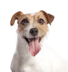 Jack Russell Terrier Picture GPA