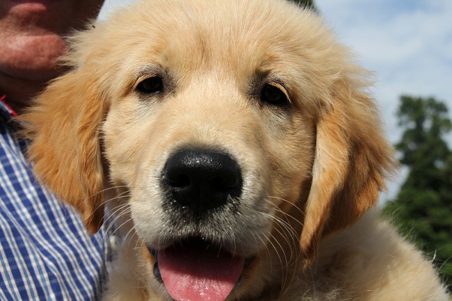 Corn Is Not For Dogs! Ever Wonder&nbsp;Why?