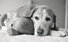 dog and baby