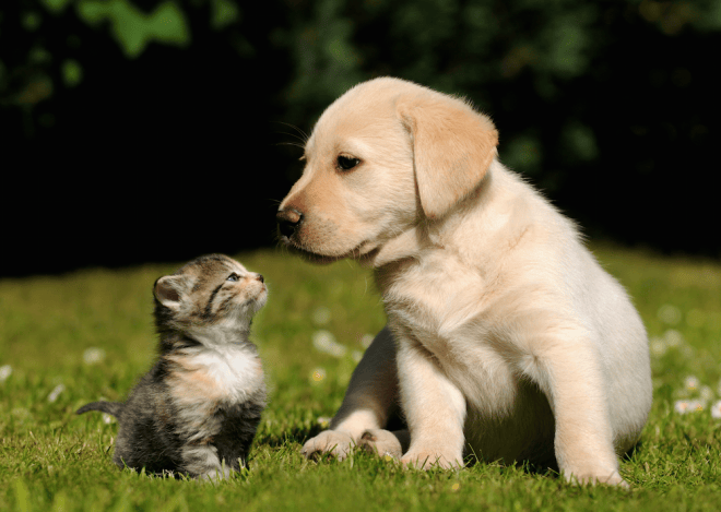 Rescue Renew Rehome