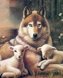 wolf and lamb picture