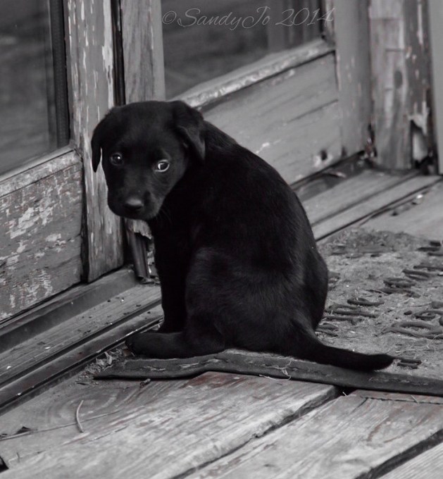 black dog friday image