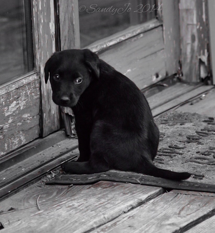 What Is The Black Dog&nbsp;Syndrome?