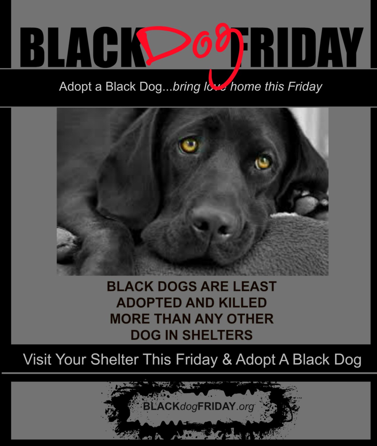 Adopt a Black Dog This BLACK&nbsp;FRIDAY