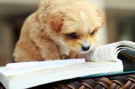 How to Start an Animal Rescue or Animal Welfare&nbsp;Nonprofit