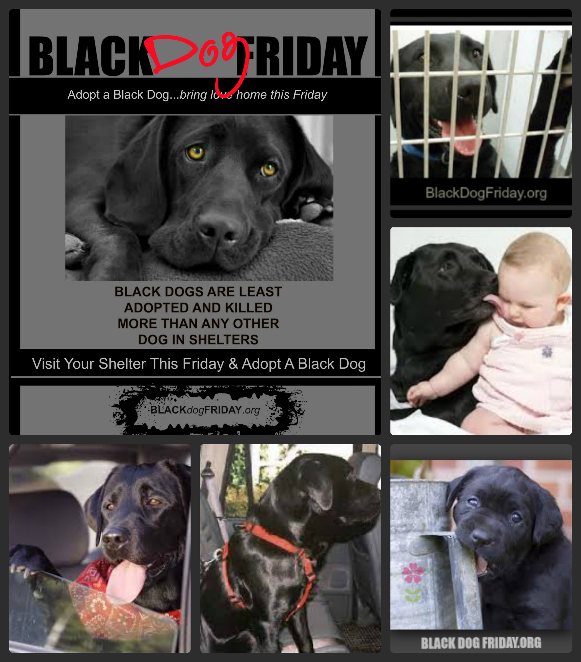 BDF Collage Flyer