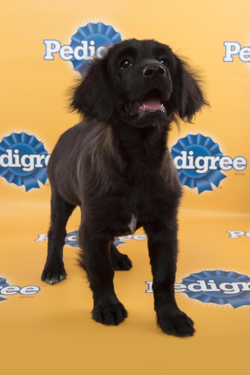 Betty-starting-line-up-PuppyBowl-11-FLUFF1