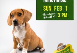 Puppy Bowl
