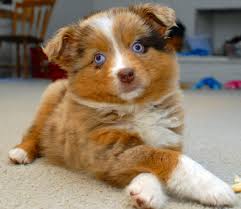 Gone Viral Adorable Puppy Sings to “Let it Go” from Disney’s&nbsp;Frozen