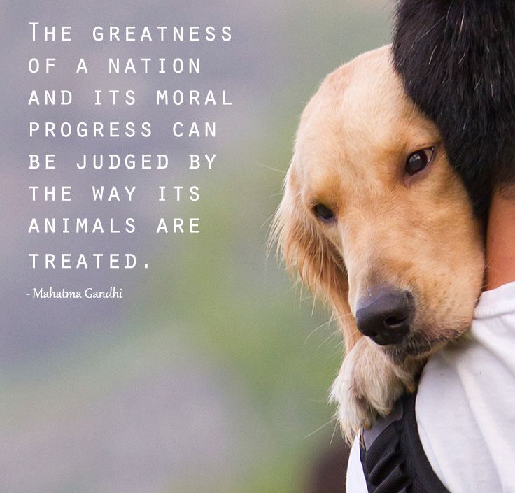 Ghandi Quote Picture Dog