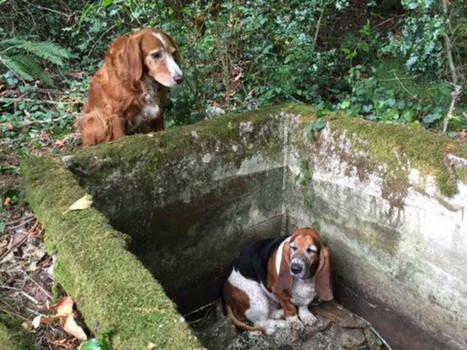 Loyalty. What two Dogs Taught&nbsp;Us.